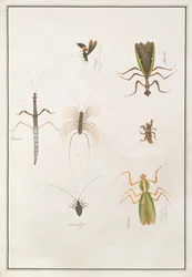 Sechs Arthropoden, aus Zeichnungen von Tieren, Insekten und Reptilien aus Malakka, ca. 1805-18